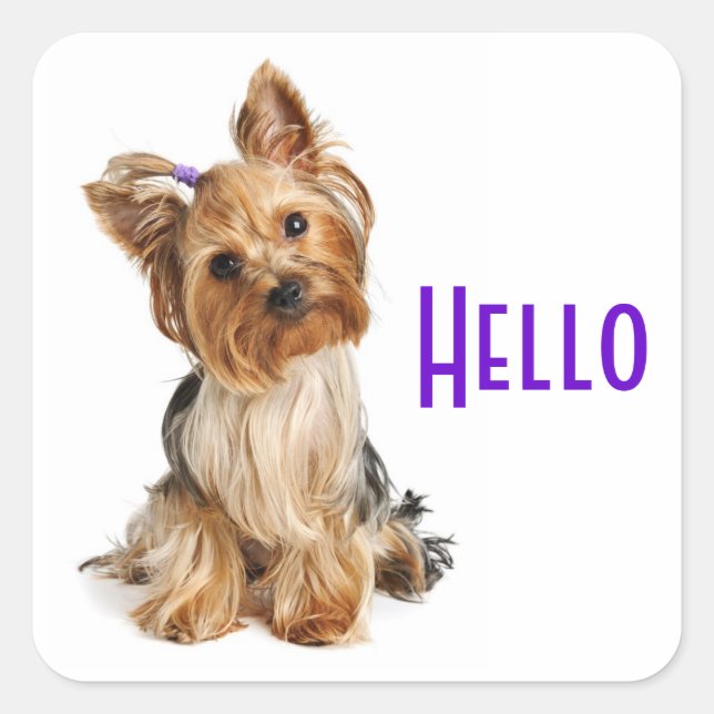 Hallo Yorkshire Terrier Yorkie Puppy Dog Stickers (Vorderseite)