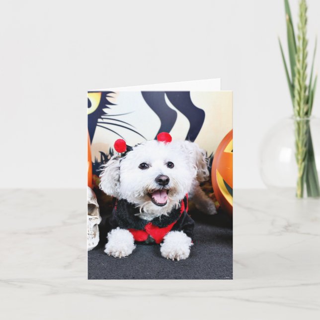 Halloween - Bichon Frise - Andi Karte (Vorderseite)
