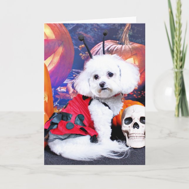 Halloween - Bichon Frise - Mia Karte (Vorderseite)
