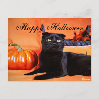 Halloween Cat Postkarte