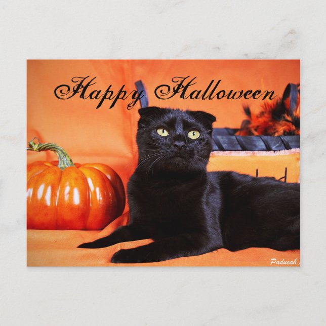 Halloween Cat Postkarte (Vorderseite)