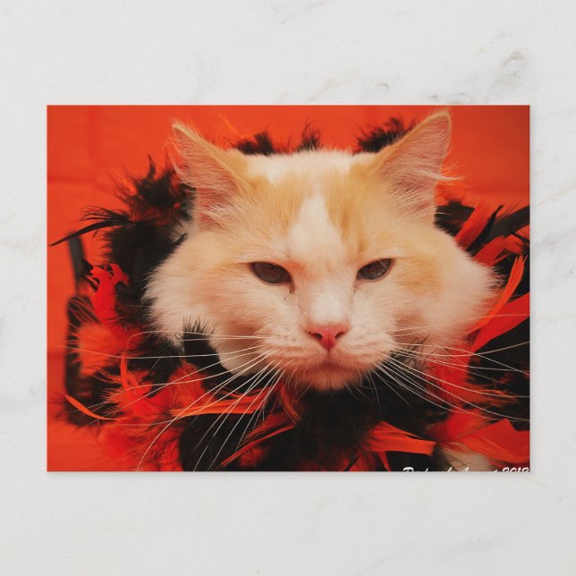 Halloween Cat Postkarte (Vorderseite)