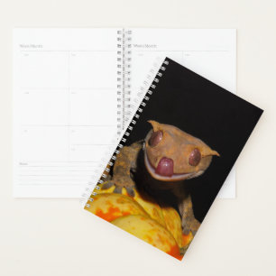 Halloween Crested Gecko Planer