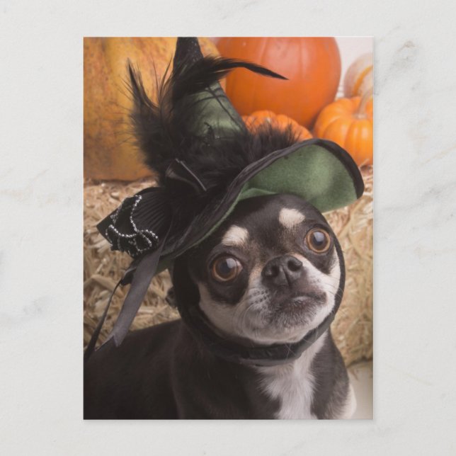 Halloween Dog Postkarte (Vorderseite)