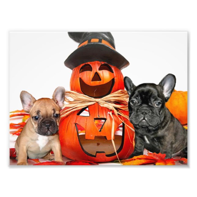Halloween French Bulldogs Fotodruck (Vorne)