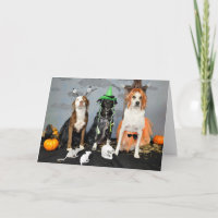 Halloween Grußkarte. Foto, 3 Hunde ziehen.