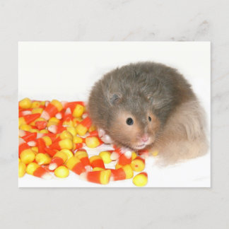 Halloween Hamster Postkarte