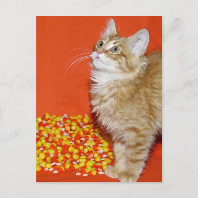 Halloween-Katze Postkarte (Vorderseite)