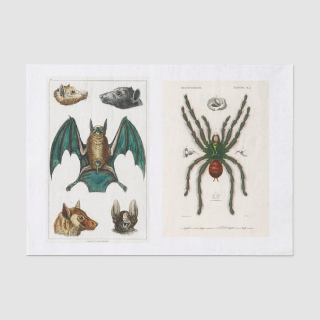 Halloween-Kollektion Seidenpapier (Vorderseite)