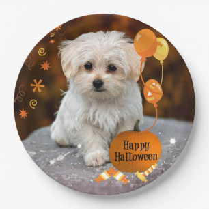 Halloween, Malteser Welpe,  Pappteller