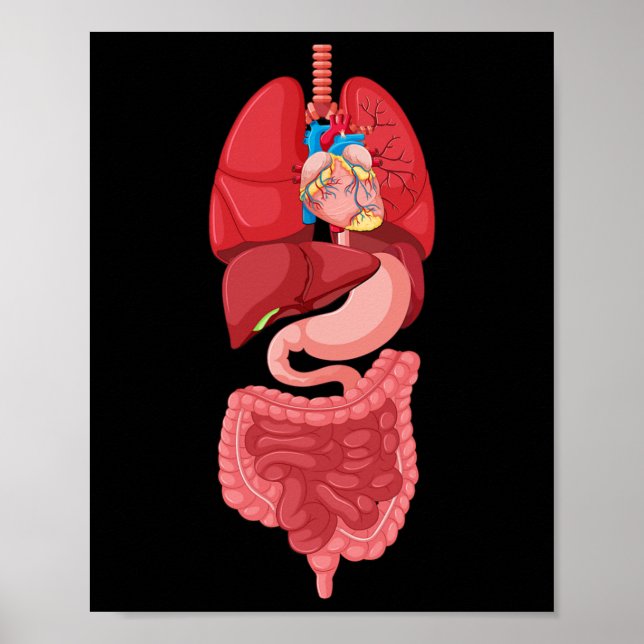 Halloween Organdiagramm Anatomie Poster (Vorne)