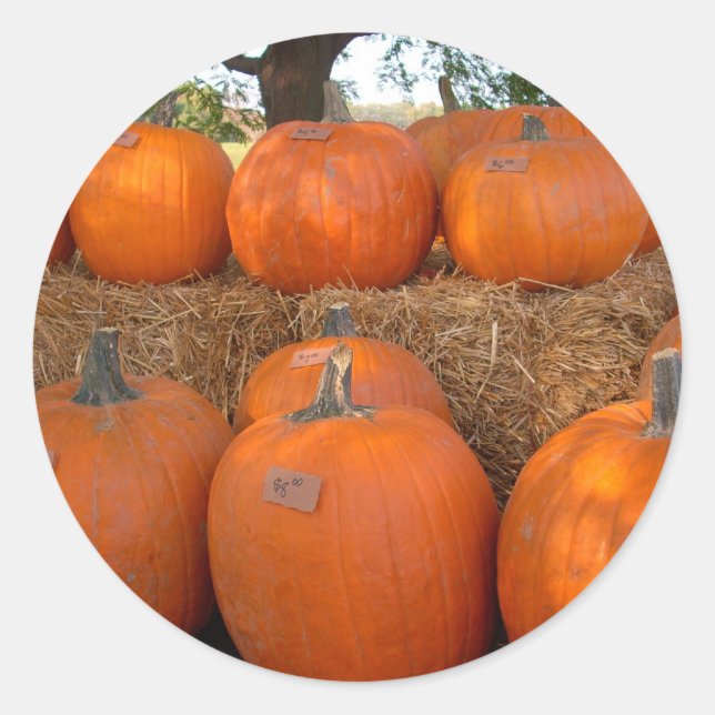 Halloween Pumpkins Runder Aufkleber (Vorderseite)