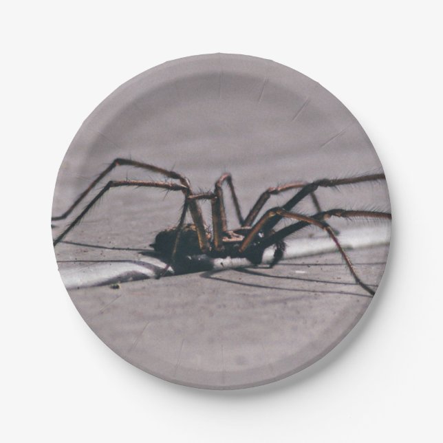 Halloween Spider Paper Plate Pappteller (Vorderseite)