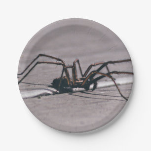 Halloween-Spinne aus Papierplatte Pappteller