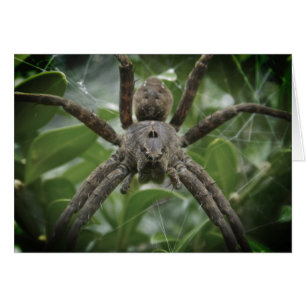 Halloween-Spinnenkarte