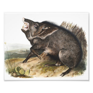 Halsband-Pekari Dycoteles torquatus Illustration Fotodruck