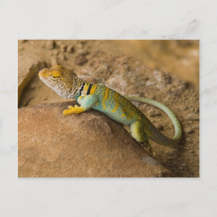 Halsbandenechse Postkarte