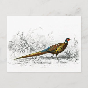 Halsbandsittich - Vintage Kunst Postkarte