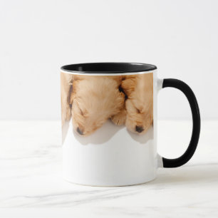 Haltung Golden Retriever Welpen Tasse