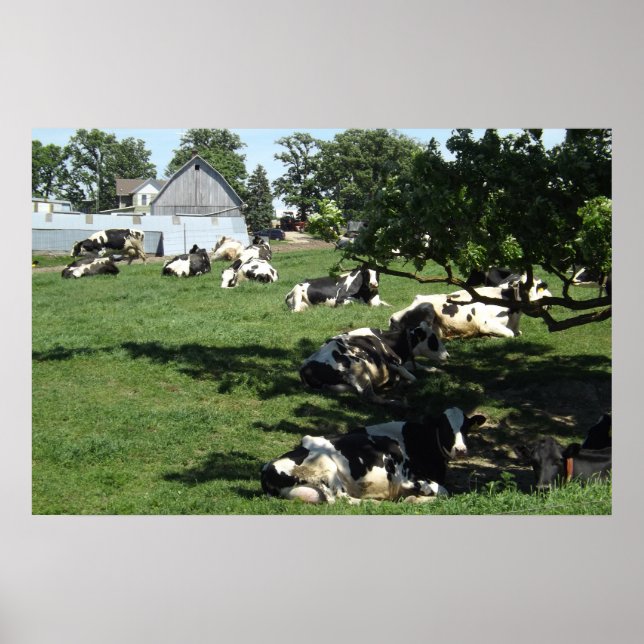 Haltung von Kühen auf der Bauernfotografie in der  Poster (Vorne)