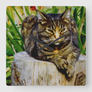 Haltungs-Katze Quadratische Wanduhr