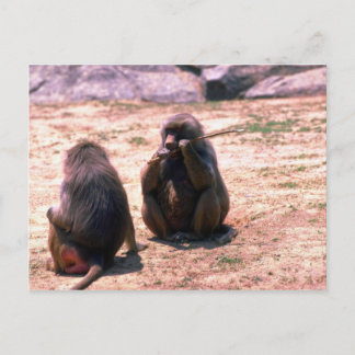 Hamadryas Baboons knacken aus Stock Postkarte