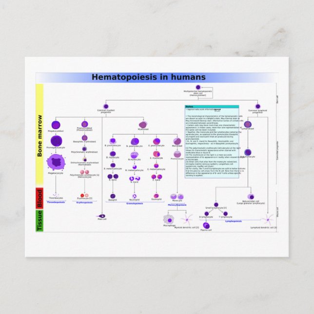 Hämatopoese in humanen Stammzellen Postkarte (Vorderseite)