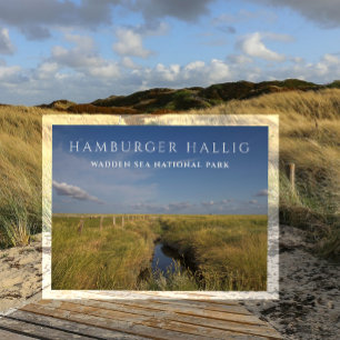 Hamburger Hallig, Wattenmeer, Deutschland Postkart Postkarte