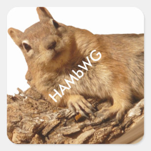 HAMbWG - Aufkleber - Eichhörnchen, weißes Logo