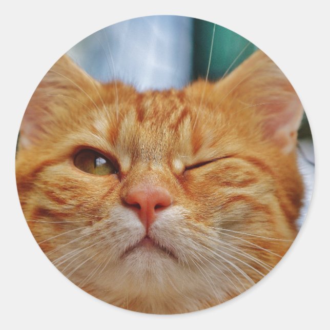 HAMbWG - Aufkleber - Kat Winking (Vorderseite)