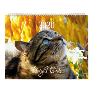 HAMbWG - Bright Cats Kalender