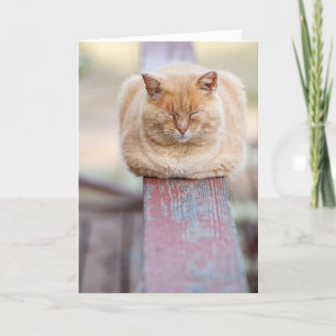 HAMbWG - Grußkarte - Katze auf Schiene Karte