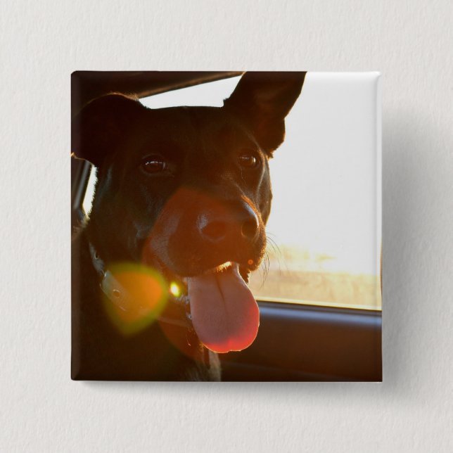 HAMbWG - Knopf - Hund fährt im Auto mit Button (Vorderseite)