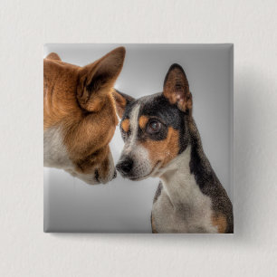 HAMbWG - Quadratischer Knopf - 2 Hunde Gesicht-zu- Button