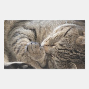 HAMbWG - Rectangle Sticker - Snuggling Kitten