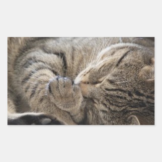 HAMbWG - Rectangle Sticker - Snuggling Kitten (Vorderseite)