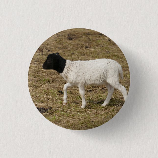 HAMbWG - Square Button - Black Head Sheep (Vorderseite)
