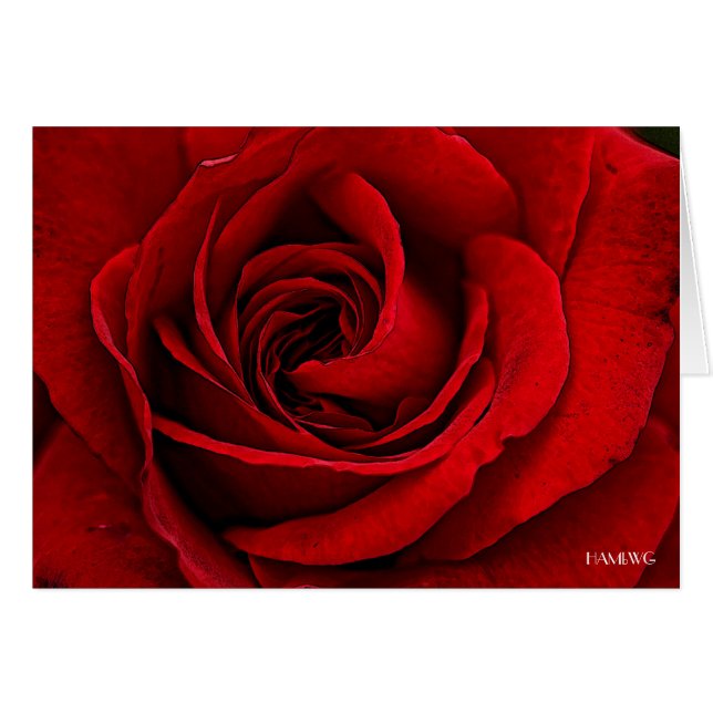 HAMbyWG - Carte de voeux - Rose rouge peinte (Devant horizontal)
