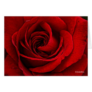 HAMbyWG - Grußkarte - Gemalte Rote Rose