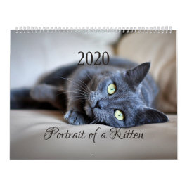 HAMbyWG- Portrait eines Kitten Kalender