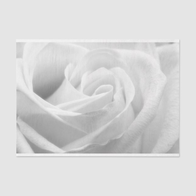 HAMbyWG - Schwarz & Weiß, Weiße Rose Seidenpapier (Vorderseite)