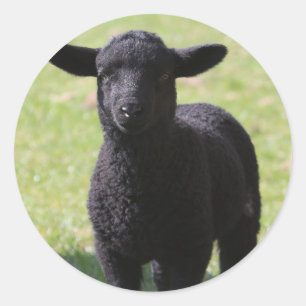 HAMbyWG - Stickers - Mouton noir