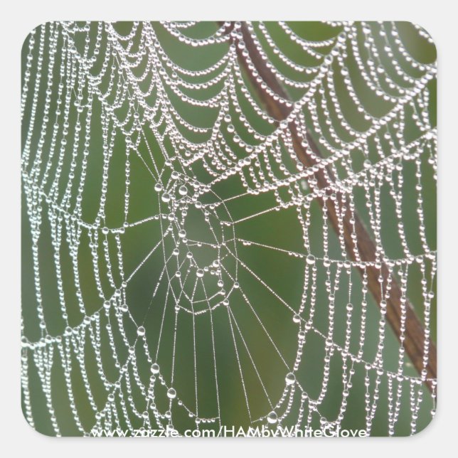 HAMbyWG - Stickers - Spider Web (Vorderseite)