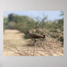 Hamerkop in Thorns - African Bird Poster