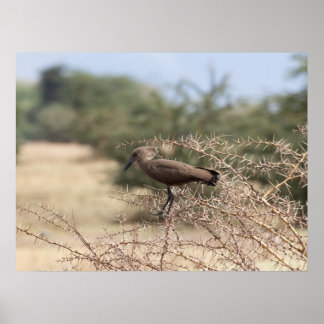 Hamerkop in Thorns - African Bird Poster