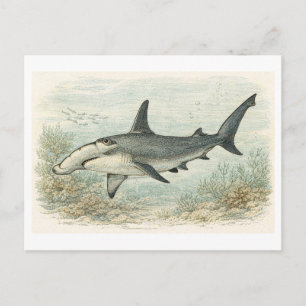 Hammerhai-Illustration im Vintage-Stil Postkarte
