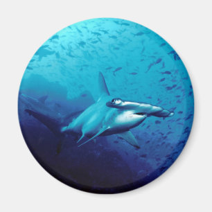 Hammerhaihaifisch Magnet
