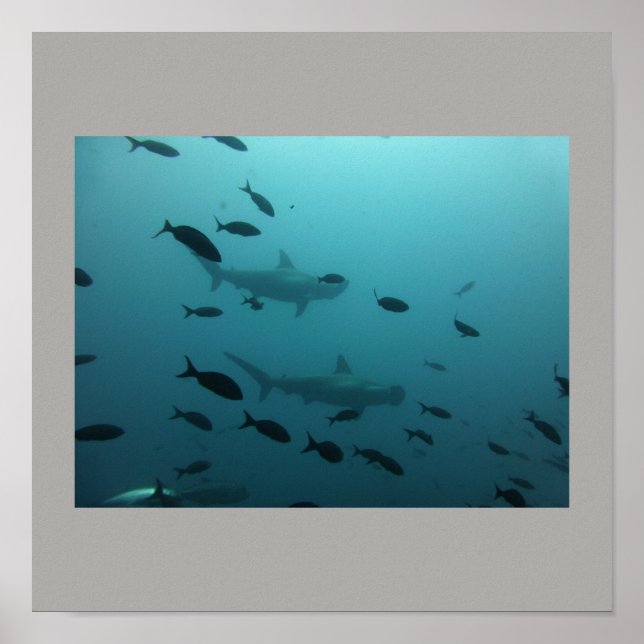 Hammerhead Shark Fish Swim Gray Gray Typ Gal Poster (Vorne)