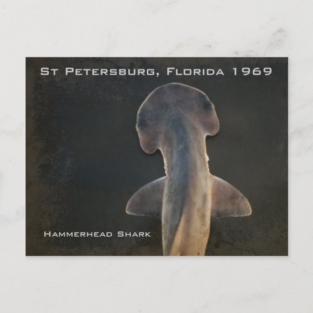 Hammerhead Shark Florida Postcard Postkarte (Vorderseite)