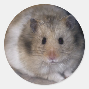 Hammie Aufkleber